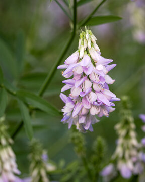 Blooming Goat&rsquo;s Rue (Galega officinalis) in Soft Natural Light