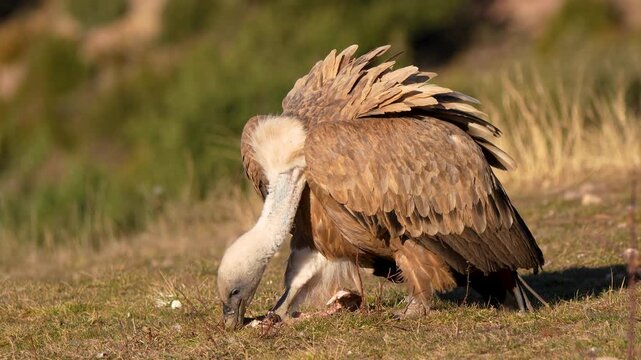 Wild Griffon Vulture (Gyps fulvus) scavenging on a mountain hillside