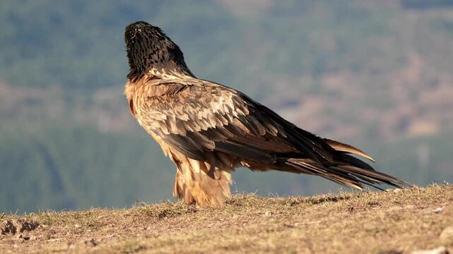 Wild Bearded Vulture (Gypaetus barbatus) swallowing a bone on a mountain slope