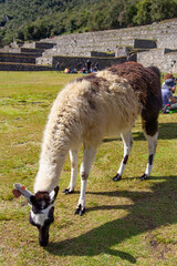 Fototapeta premium Llama grazing at Machu Picchu archaeological site in Peru