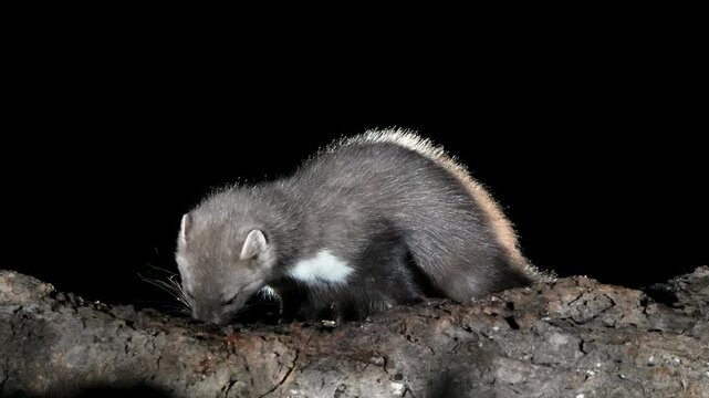 Wild Stone Marten (Martes foina) foraging and feeding at night