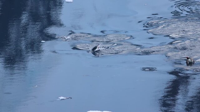 Group of Gentoo Penguin porpoising, Antarctica. Tracking shot