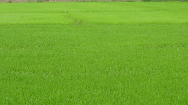 Lush green rice field thriving in sunlight