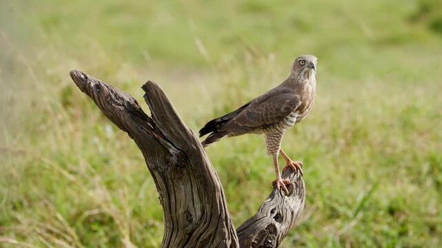 African Shikra Perched on a Dead Tree Before Taking Flight Across the Savannah