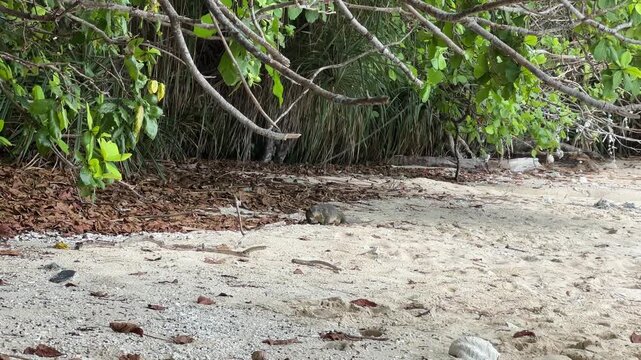 Fascinating footage of a large monitor lizard strolling along the pristine beaches of the Perhentian Islands, one of Malaysia's most beautiful and unspoilt tropical destinations, Terengganu.