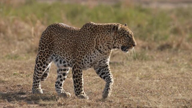 Elegant Leopard Roaming the Grasslands and Remaining Vigilant for Movement