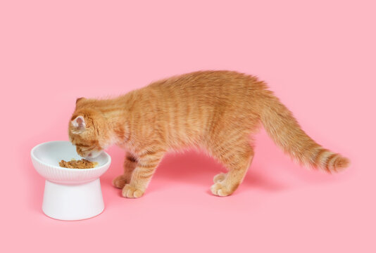 A tabby kitten eats wet food from bowl on pink background.