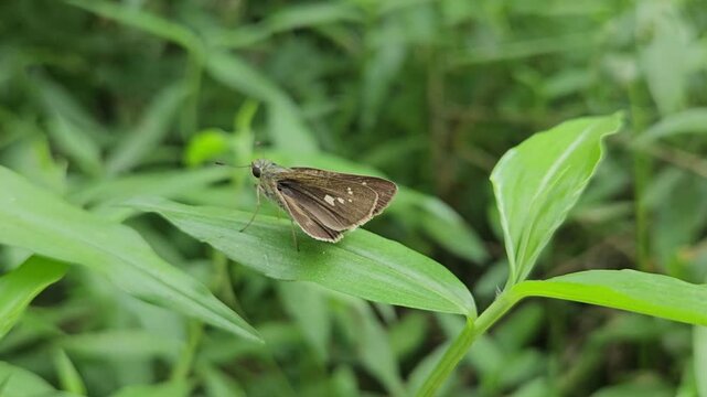 Skipper Butterfly