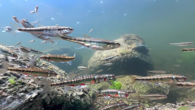 Eurasian minnows (Phoxinus phoxinus) swimming in a loose school above a rocky stream bottom with algae and plants. Estonia.
