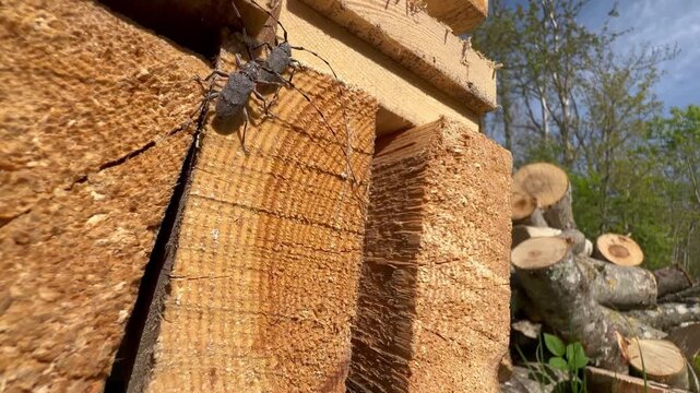Two male Timberman beetles (Acanthocinus aedilis) on a wooden plank fighting over the right to mate with female. Saaremaa, Estonia.