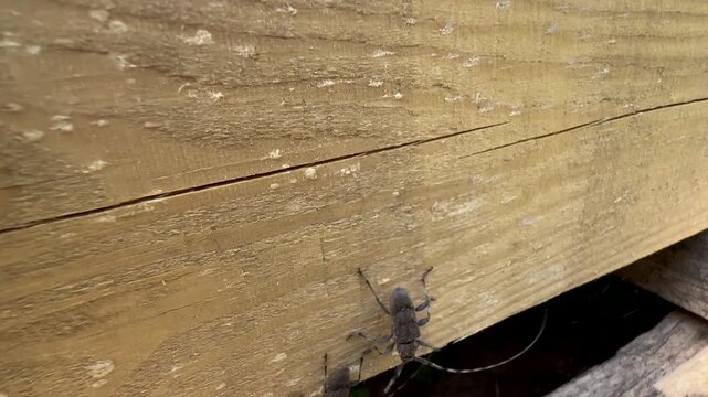 Two male Timberman beetles (Acanthocinus aedilis) on a wooden plank fighting over the right to mate with female, Saaremaa, Estonia.