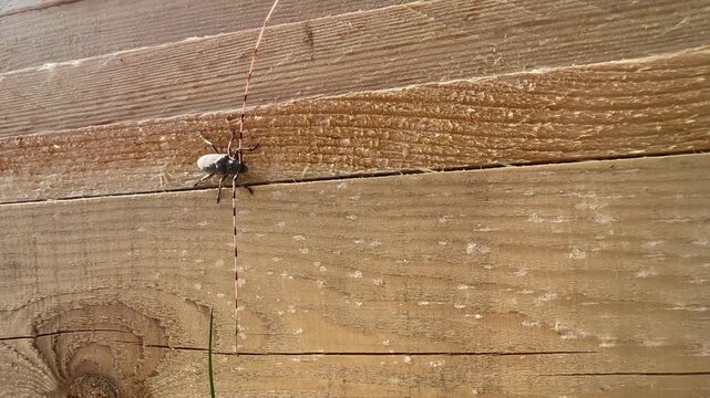 Almost motionless male Timberman beetle (Acanthocinus aedilis) warming himself on a wooden plank in Saaremaa, Estonia.