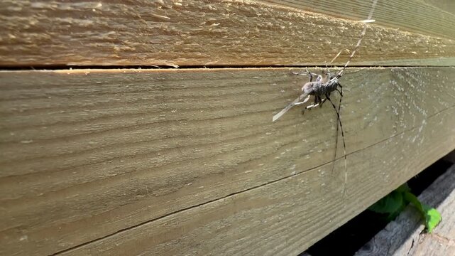 Two male Timberman beetles (Acanthocinus aedilis) fighting over territory on a wooden plank. Saaremaa, Estonia.