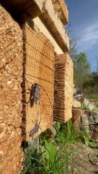 Male and female Timberman beetles (Acanthocinus aedilis) with long antennae warming themselves on a wooden plank. Saaremaa, Estonia.
