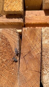 Two male Timberman beetles (Acanthocinus aedilis) fighting over territory on a wooden plank during mating season. Saaremaa, Estonia.
