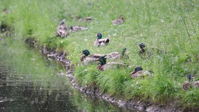 Group of Mallard ducks resting on the shore of pond, sitting on the grass, preening their feathers. 