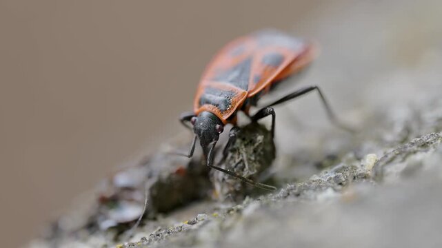Red and black shield bug crawling on tree bark in natural light
