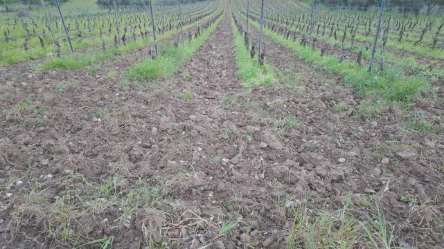 A wide shot of a rustic vineyard in Sardinia, Italy, showing freshly tilled soil and rows of young grapevines against a backdrop of rolling green hills.