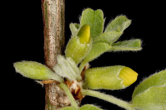 Siberian Pea-Tree (Caragana arborescens). Flower Buds Closeup