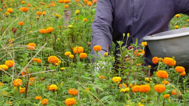 Orange marigold flowers harvested for celebrations