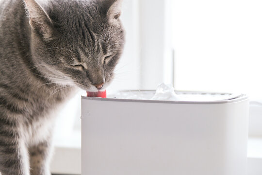 Cat drinking from automatic water dispenser fountain. Summer heat