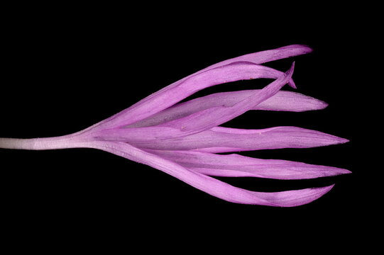 Persian Cornflower (Psephellus dealbatus). Marginal Floret Closeup