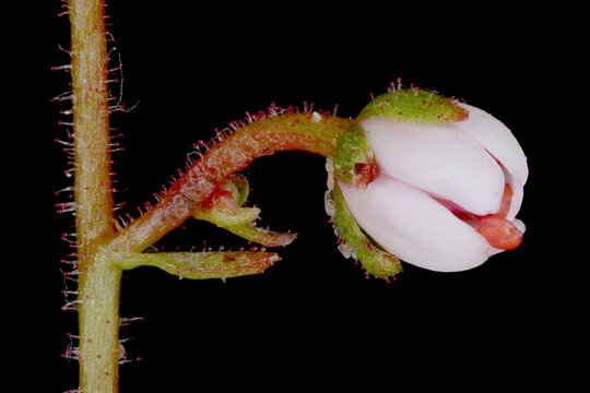 London Pride (Saxifraga x urbium). Flower Bud Closeup
