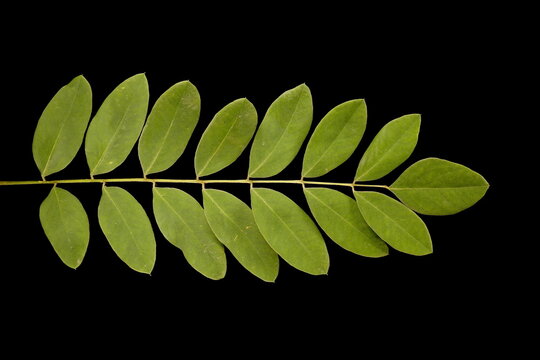 Desert False Indigo (Amorpha fruticosa). Leaf Closeup