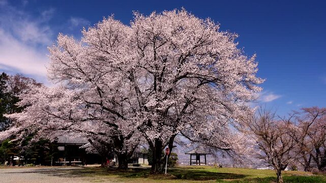 伝嗣院の桜