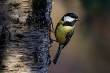 Kohlmeise (parus major) © Rolf Müller