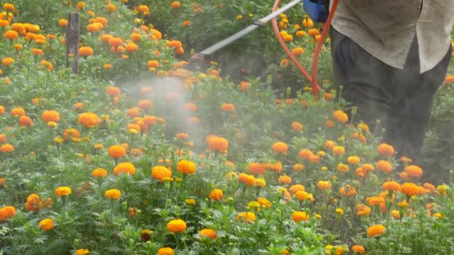 Farmer spraying marigold field with precision
