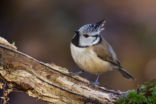 Haubenmeise (Lophophanes cristatus)