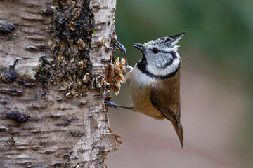 Haubenmeise (Lophophanes cristatus) © Rolf Müller