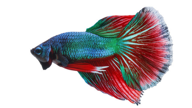 Vibrant blue and green Betta fish with flowing red fins, isolated on transparent background