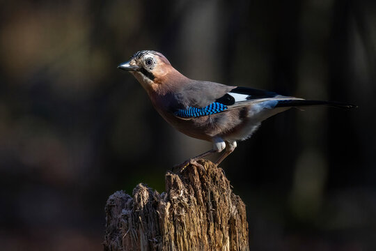 Eichelh&auml;her (Garrulus glandarius)