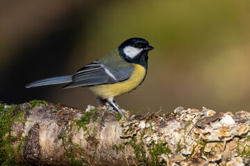 Kohlmeise (parus major) © Rolf Müller