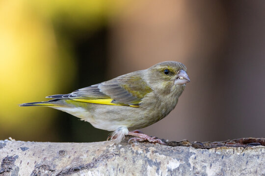 Gr&uuml;nfink (Carduelis chloris)