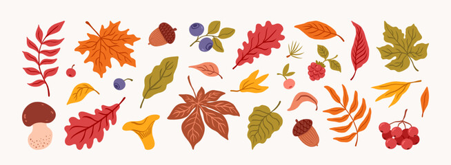 Naklejka premium Hand drawn set autumn elements. Fall leaves, mushroom, leaf maple, blueberry, acorn, chanterelle, rowan, berries, oak,. Harvest time. Forest nature. Autumn floral stickers. Vector flat illustration.