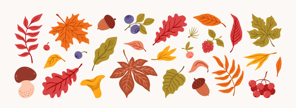 Hand drawn set autumn elements. Fall leaves, mushroom, leaf maple, blueberry, acorn, chanterelle, rowan, berries, oak,. Harvest time. Forest nature. Autumn floral stickers. Vector flat illustration.