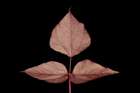 Hyacinth Bean (Lablab purpureus). Leaf Closeup