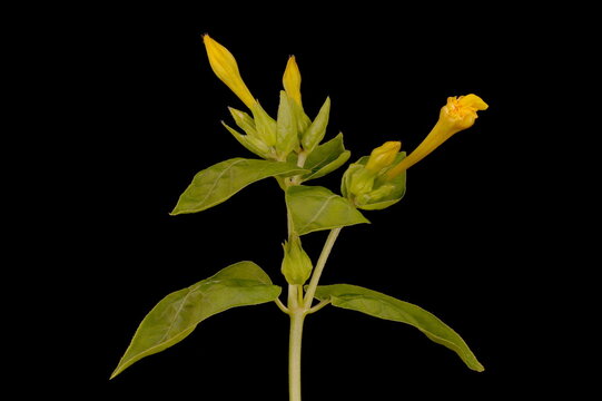 Marvel-of-Peru (Mirabilis jalapa). Emerging Inflorescence Closeup