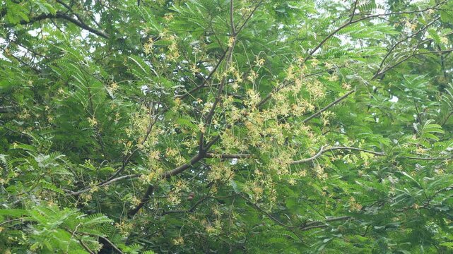 Tamarind blossoms with fresh delicate leaves