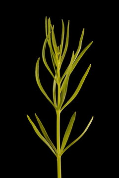 Moroccan Toadflax (Linaria maroccana). Vegetative Shoot Closeup