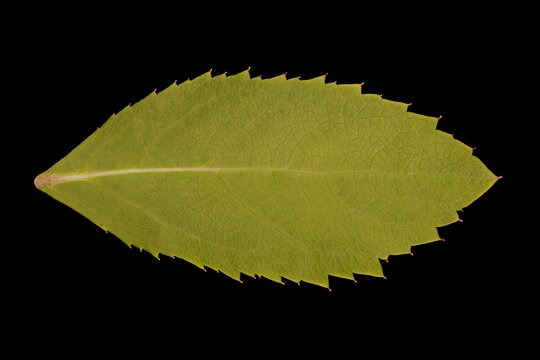 Chinese Bellflower (Platycodon grandiflorus). Leaf Closeup