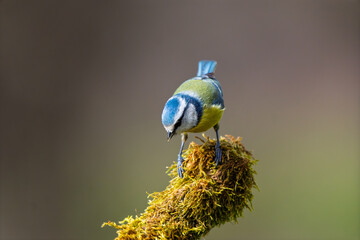 Eurasian Blue Tit (Cyanistes caeruleus) foraging on a mossy surface © Jhony