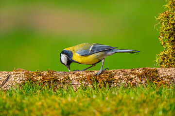 Great Tit (Parus major) foraging on a mossy branch above grass © Jhony