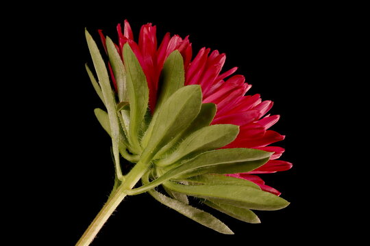 Chinese Aster (Callistephus chinensis). Flowering Capitulum Closeup