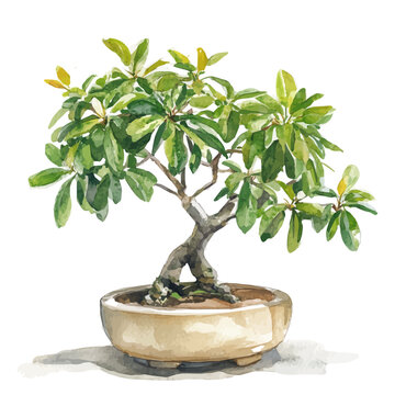 watercolor vector of Schefflera Bonsai isolated on a white background.