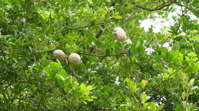 Wood apple tree thriving with fresh kodbel fruits