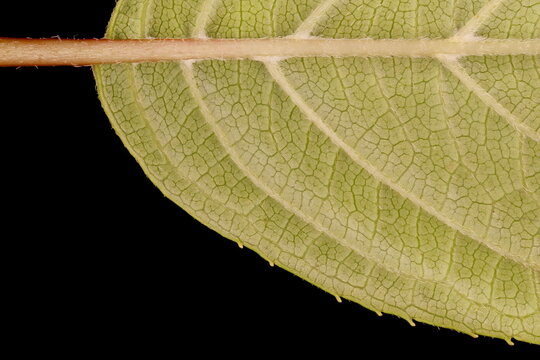 Panicled Hydrangea (Hydrangea paniculata). Leaf Detail Closeup